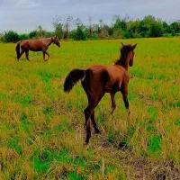 مادیان با کره|حیوانات مزرعه|خرمآباد (تنکابن), |دیوار