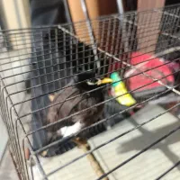 مرغ مینا|پرنده|پاکدشت, پاکدشت (مامازند)|دیوار