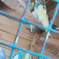 مرغ عشق خاص در رنگهای مختلف و قیمت مناسب|پرنده|پلان, |دیوار