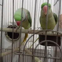 شاه طوطی کارداده