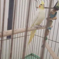 طوطی عروس هلندی|پرنده|رشت, کوی فرهنگیان|دیوار