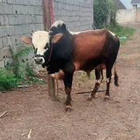 ورزا گاو
