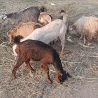 کهره نر|حیوانات مزرعه|جیرفت, |دیوار