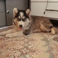 توله هاسکی ۶ماهه