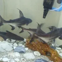 ماهی پنگوسی گوشت خوار بیش ۳۰ سانت