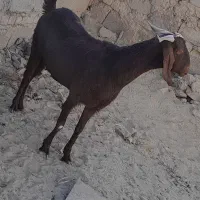 یک عدد بز مواضه میشه|حیوانات مزرعه|سراوان, |دیوار