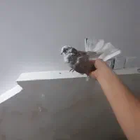 کفتر پرشی کمیاب|پرنده|نسیمشهر, |دیوار