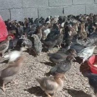 جوجه ده روزه گلپا