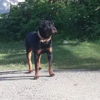 سگ روتوایلر نر سه ساله پوزه دلقکی|سگ|رودسر, |دیوار