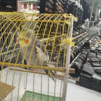 عروس هلندی نر