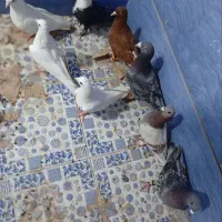 کبوتر پلاکی
