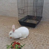 قفس با خرگوش سفید چشم قرمز