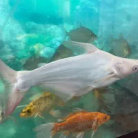 ماهی کوی سوپرباله وارداتی خاص|ماهی|بجنورد, |دیوار