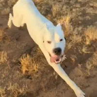 واگذاری دو قلاده سگ نرو ماده (داگو آرژانتینو)|سگ|خرمآباد, |دیوار