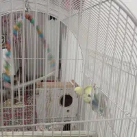 کوتوله ۴رنگ|پرنده|مشهد, اروند|دیوار