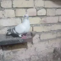 کبوتز|پرنده|خور (فارس), |دیوار