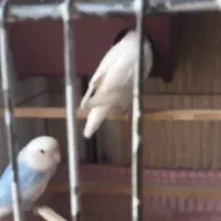 طوطی برزیلی