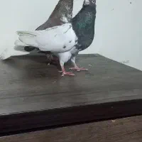 کفتر|پرنده|مشهد, شهید مطهری|دیوار