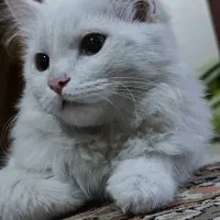 گربه پرشین خانگی|گربه|سقز, |دیوار