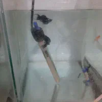 ماهی مولی|ماهی|زاهدان, |دیوار