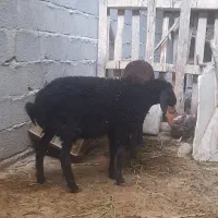 بره نر