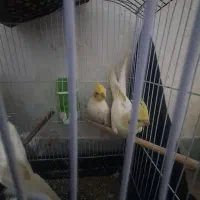 عروس هلندی مولد