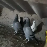 کبوتر جوجه سبز پلاکی و سار المانی