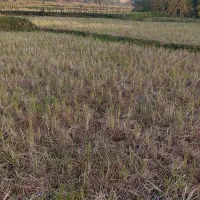 شالیزار-سنتی