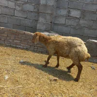 توغلی گوشتی مخصوص کشتار