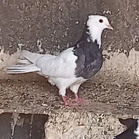 طوقی