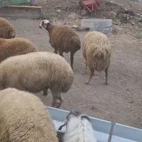 ۱۶ عدد توغلونر دونه ای ۱۷ م