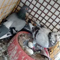 کبوتر نرو ماده