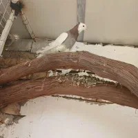 کبوتر