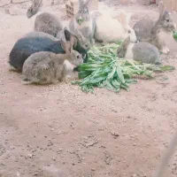 بچه خرگوش|موش و خرگوش|یزد, |دیوار