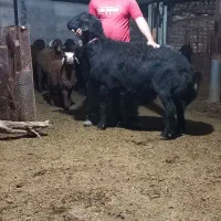 قوچ قره قزل گوسفندنر تخمی