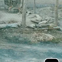 سراب 11ماهه