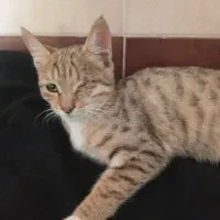 نیازمند به سرپرست