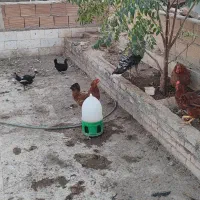 گلین و بوقلمون