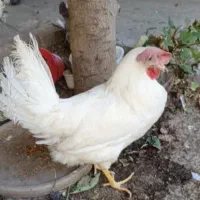 مرغ برای سر بریدن وقربونی