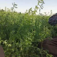 یونجه درجه یک خوشک آماده بسته شده