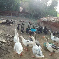 غازمحلی وارگانیک تبریز