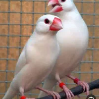 فنچ نرگسی