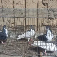 شهری|پرنده|شیراز, شهرک کوشکک|دیوار