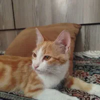 گربه|حیوانات|مشهد, سید رضی|دیوار