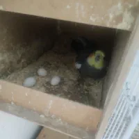 یک جفت عروس هلندی روی تخم