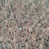 نهال ۲ ساله ریشه لخت ترکمن ۴ بدون هسته