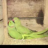 ملنگو مولد به شرط حلقه پا|پرنده|ساری, |دیوار