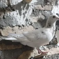 کفتر یا کبوتر|پرنده|گناباد, |دیوار