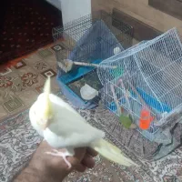 عروس هلندی نر سخنگو