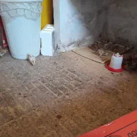 جوجه گلپایگان|حیوانات مزرعه|رشت, جانبازان|دیوار